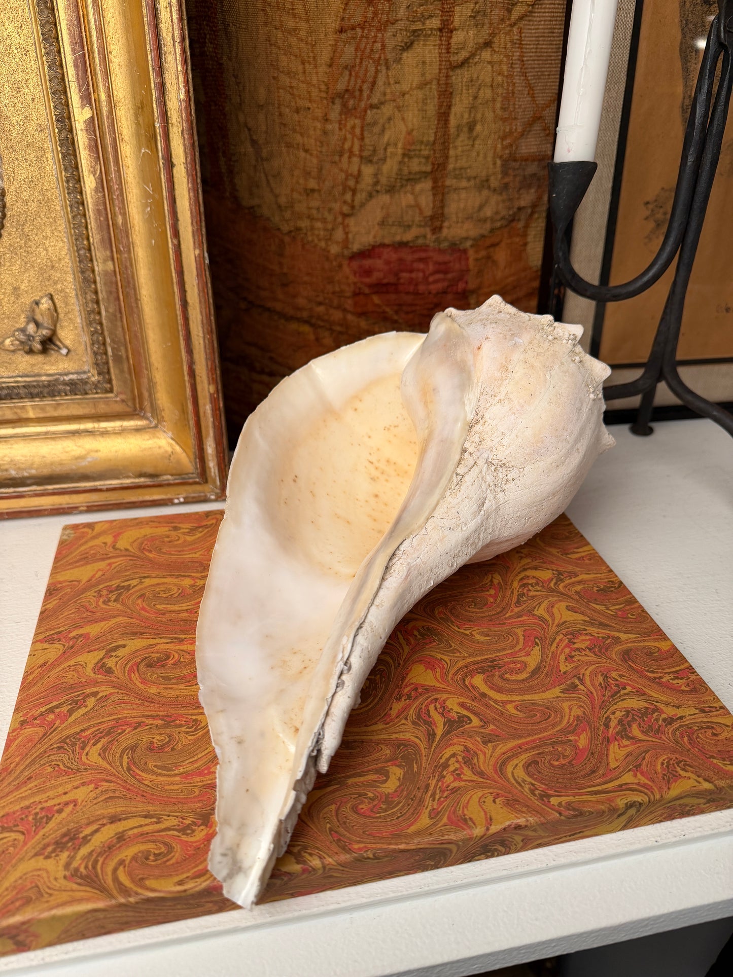 Large Vintage Whelk Sea Shell