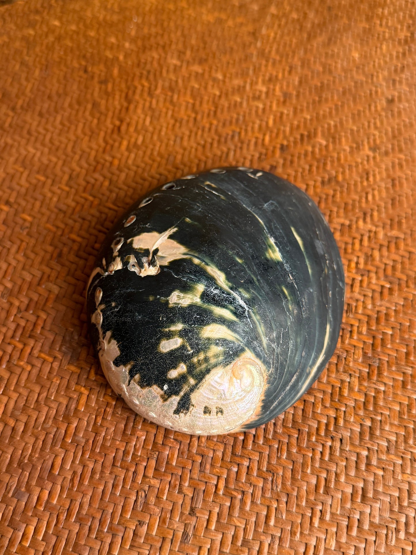 Vintage Black Abalone Shell