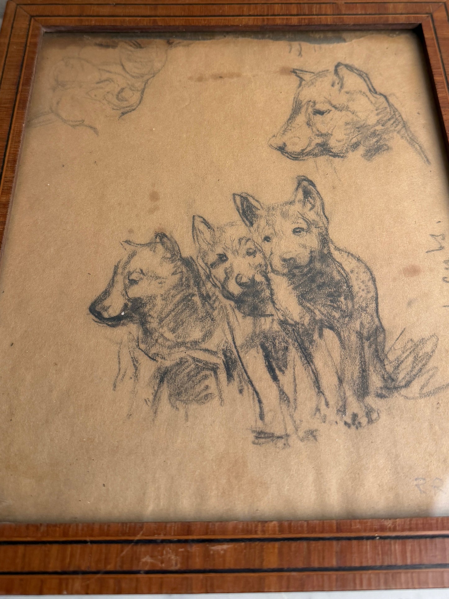 Puppy Sketch
