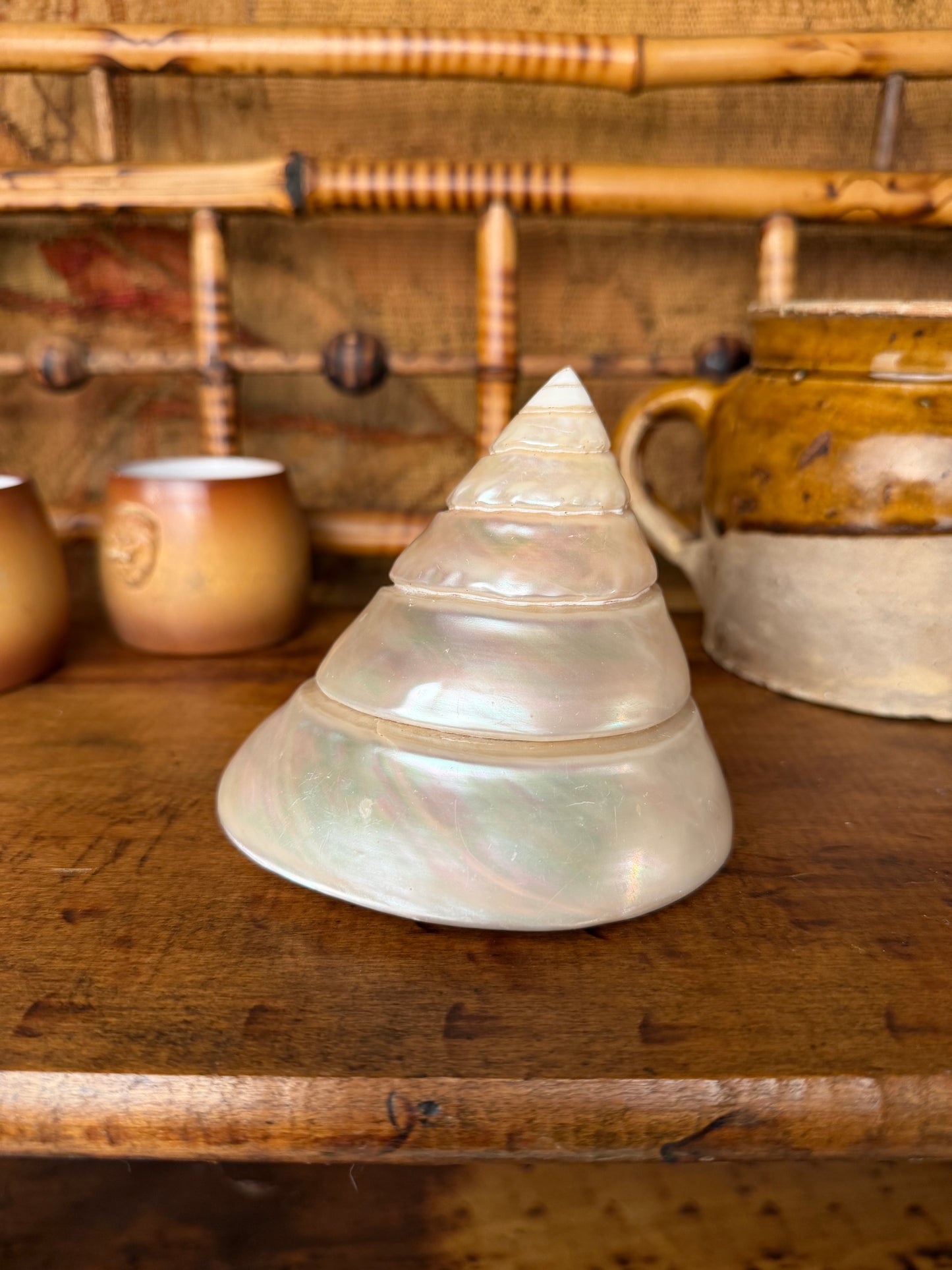 Mother of Pearl Trochus Shell
