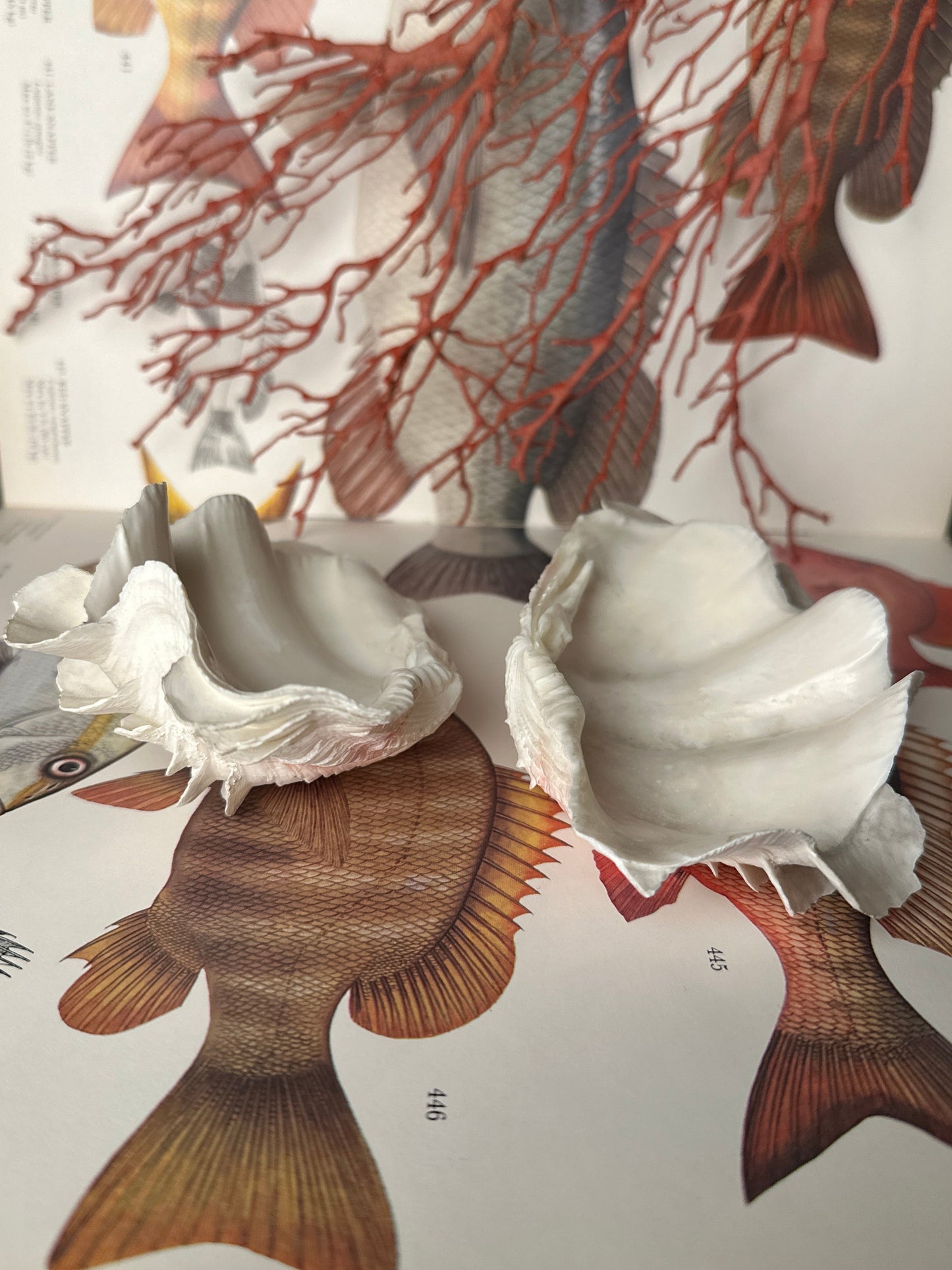 Natural Ruffled Sea Shell