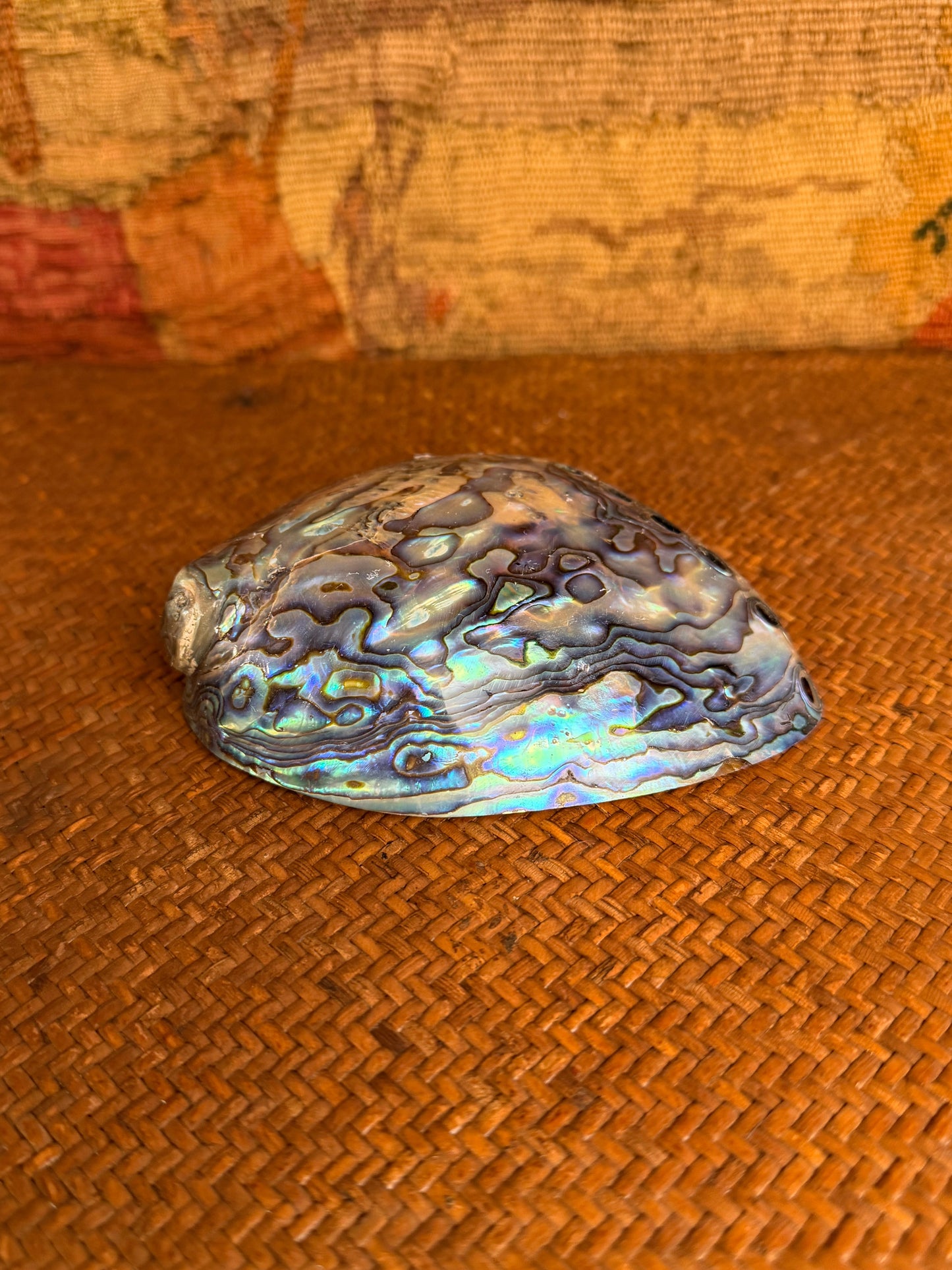 Vintage Polished Paua Shell