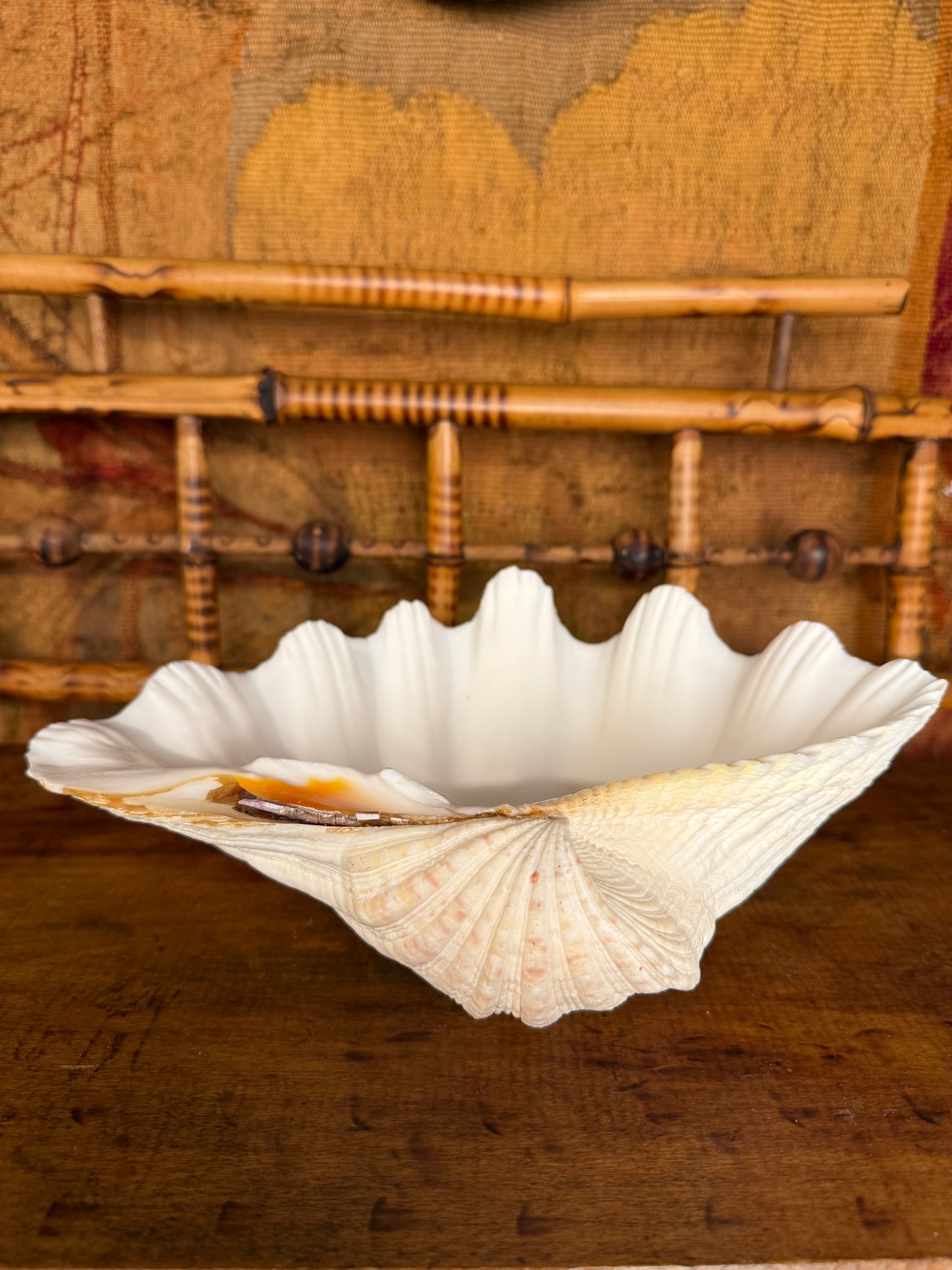 Clam Shell