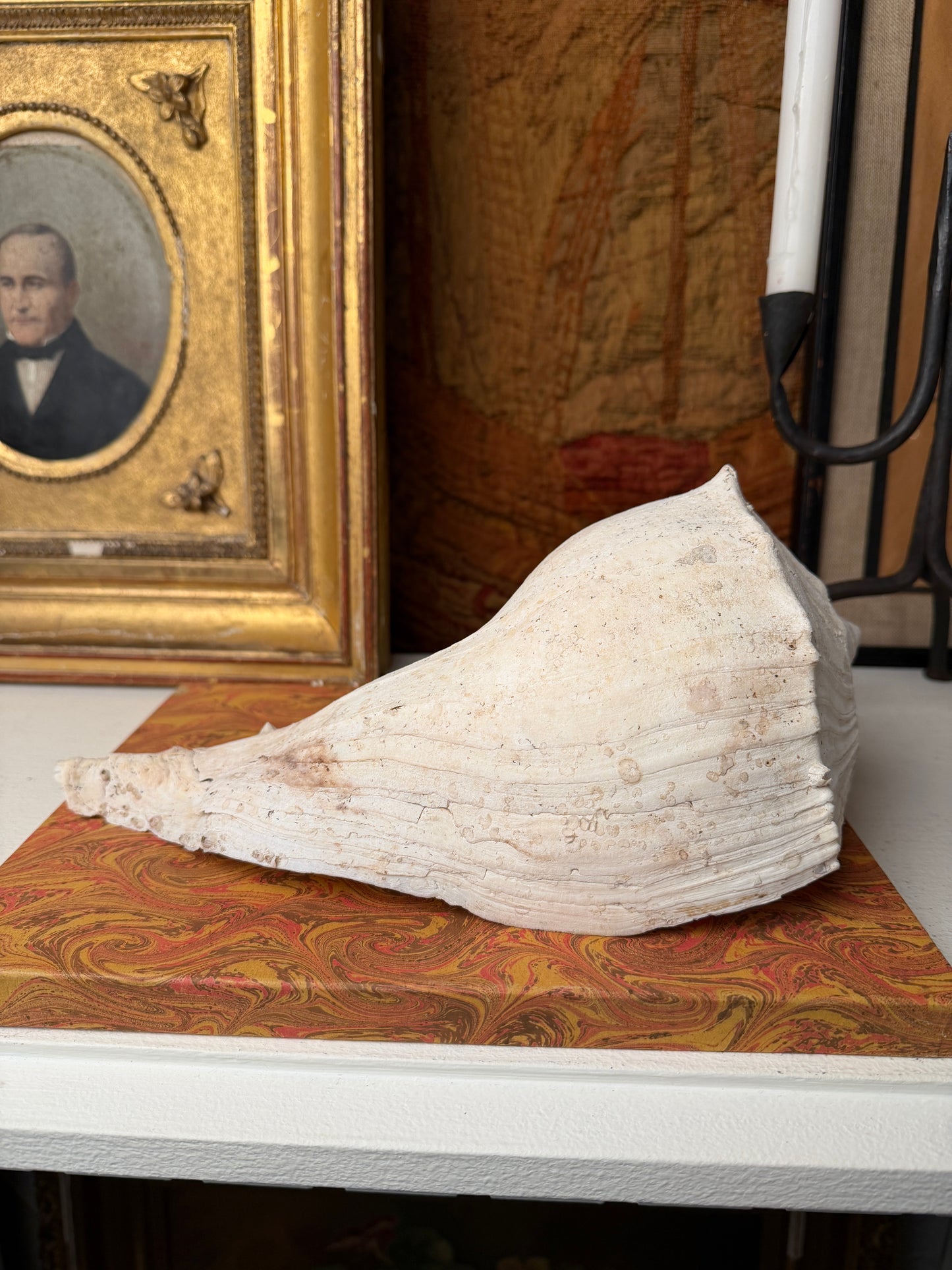 Large Vintage Whelk Sea Shell
