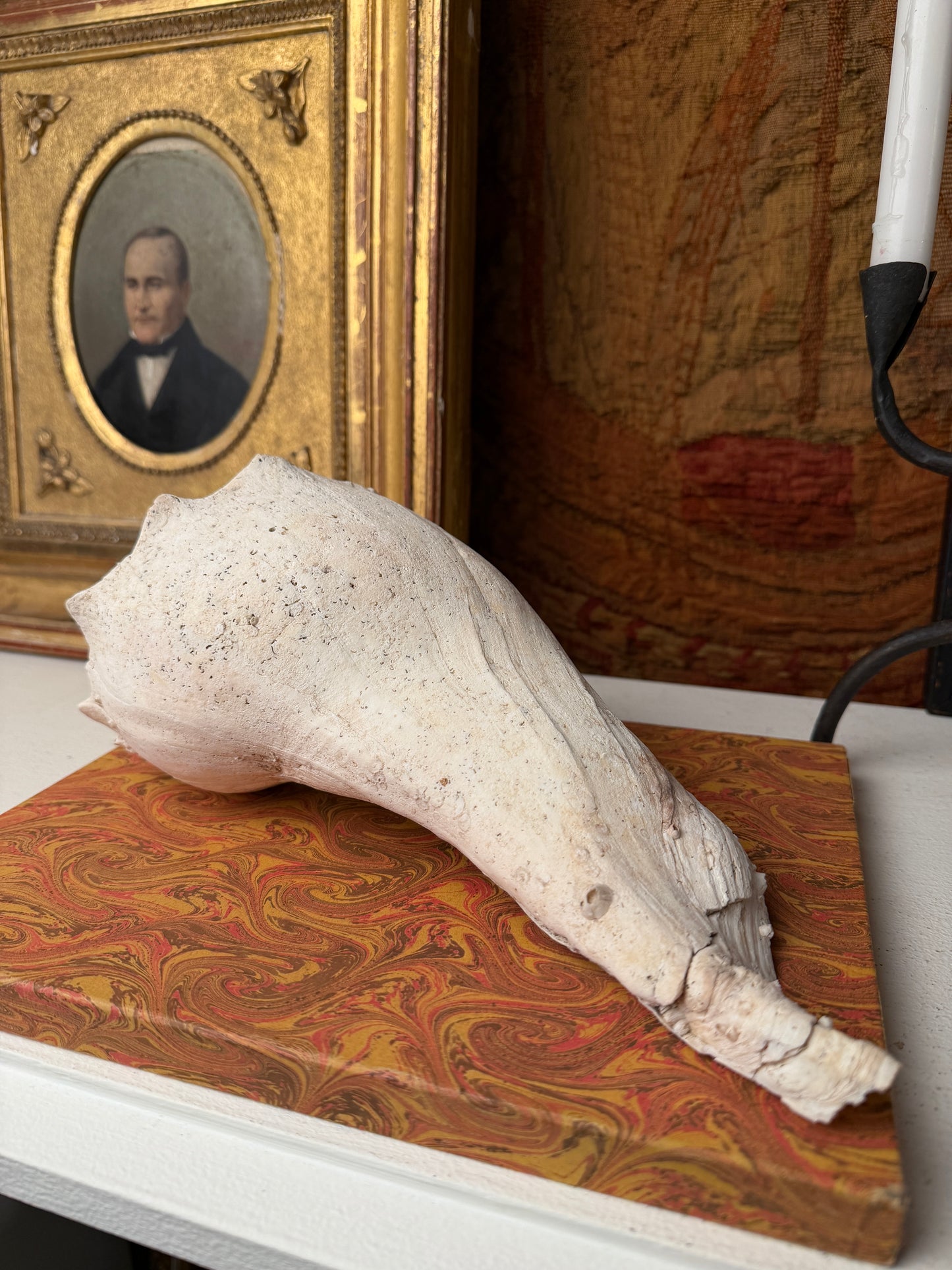 Large Vintage Whelk Sea Shell