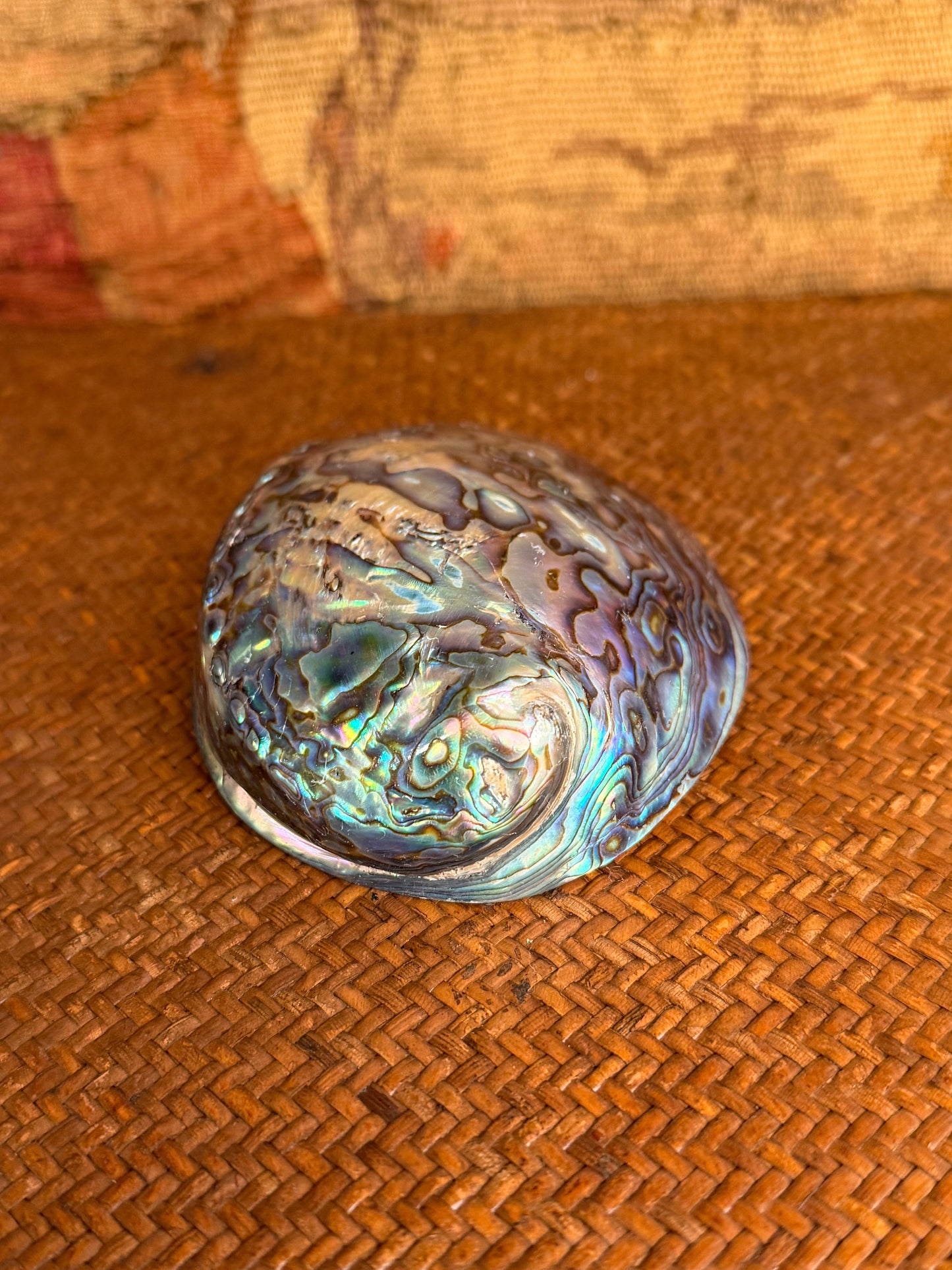 Vintage Polished Paua Shell