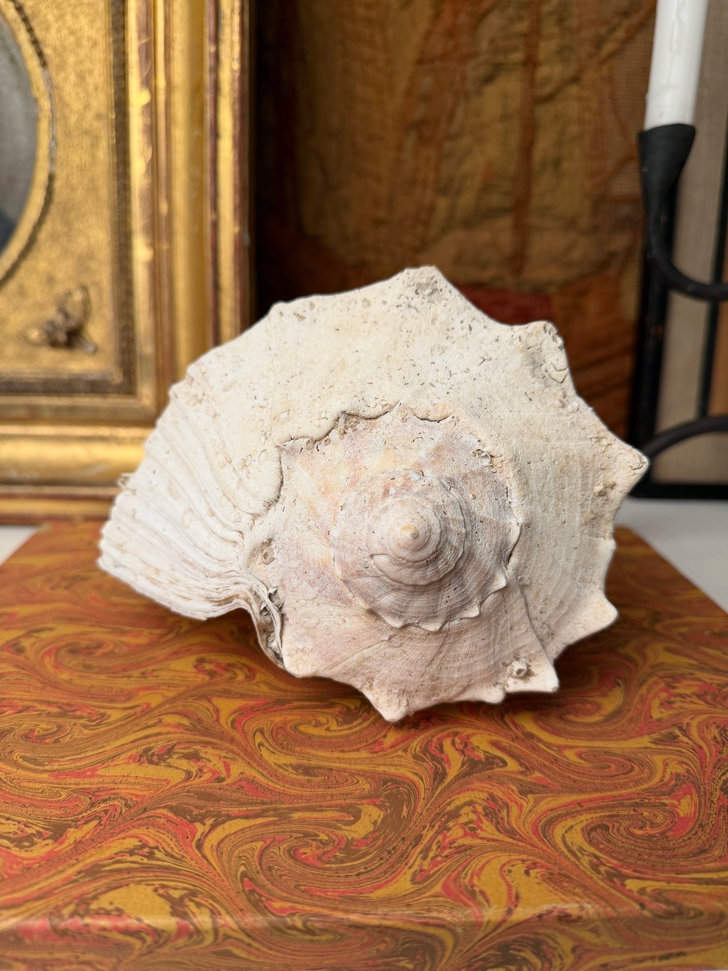 Large Vintage Whelk Sea Shell