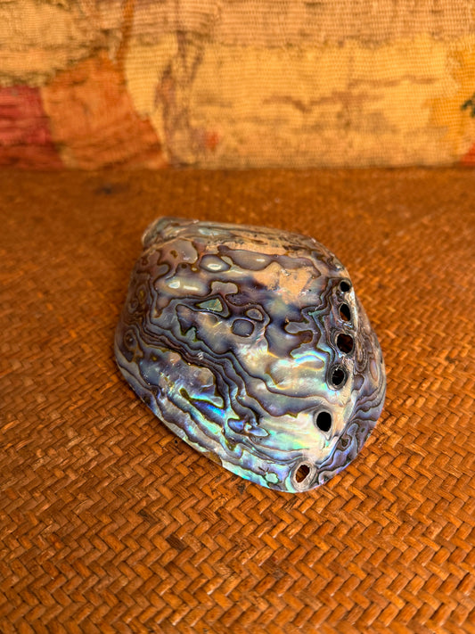 Vintage Polished Paua Shell