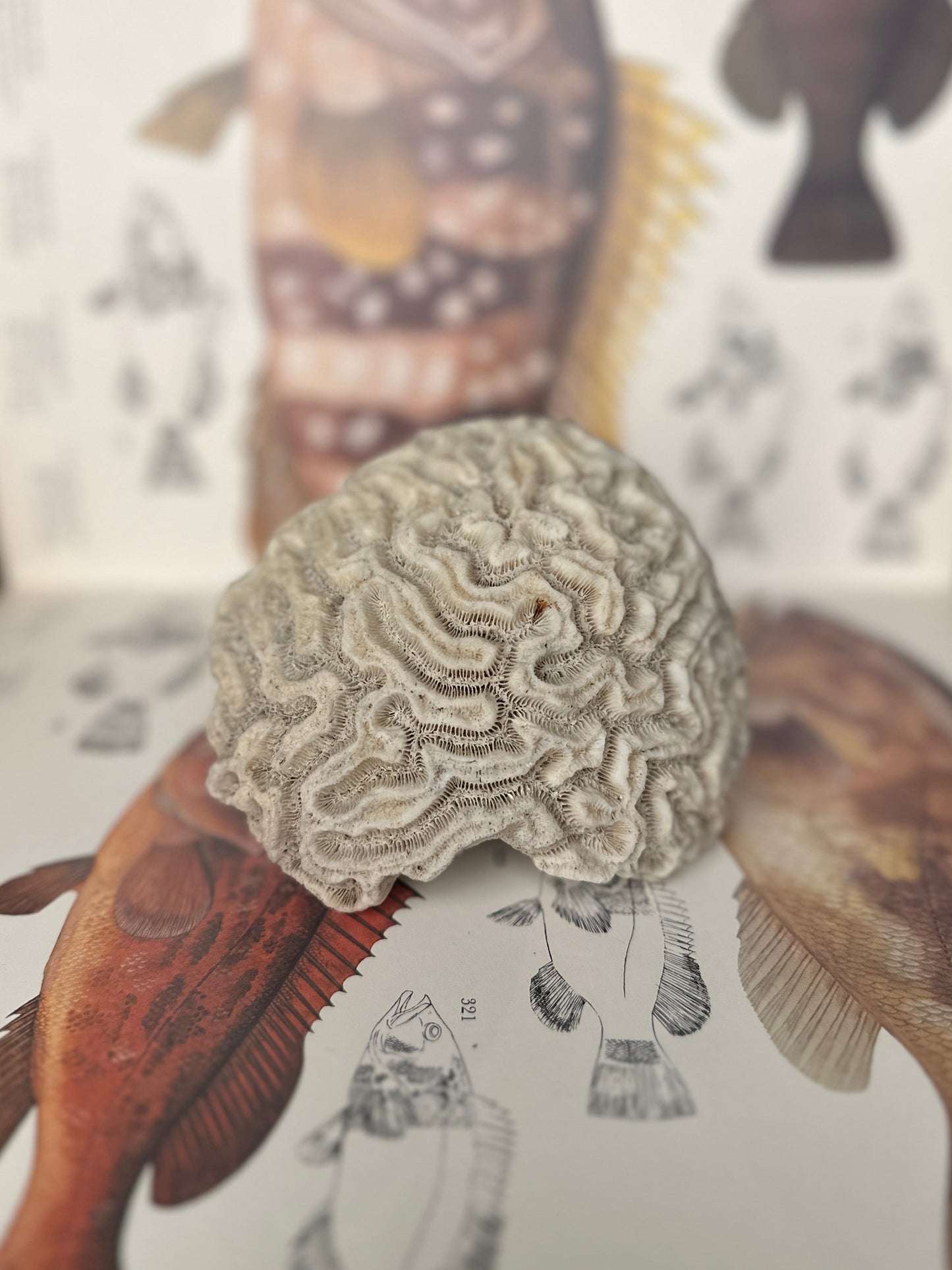 Natural Brain Coral
