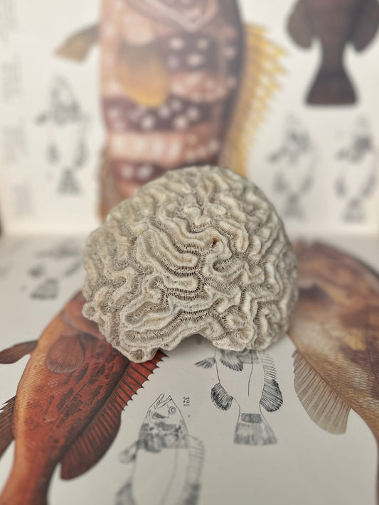 Natural Brain Coral
