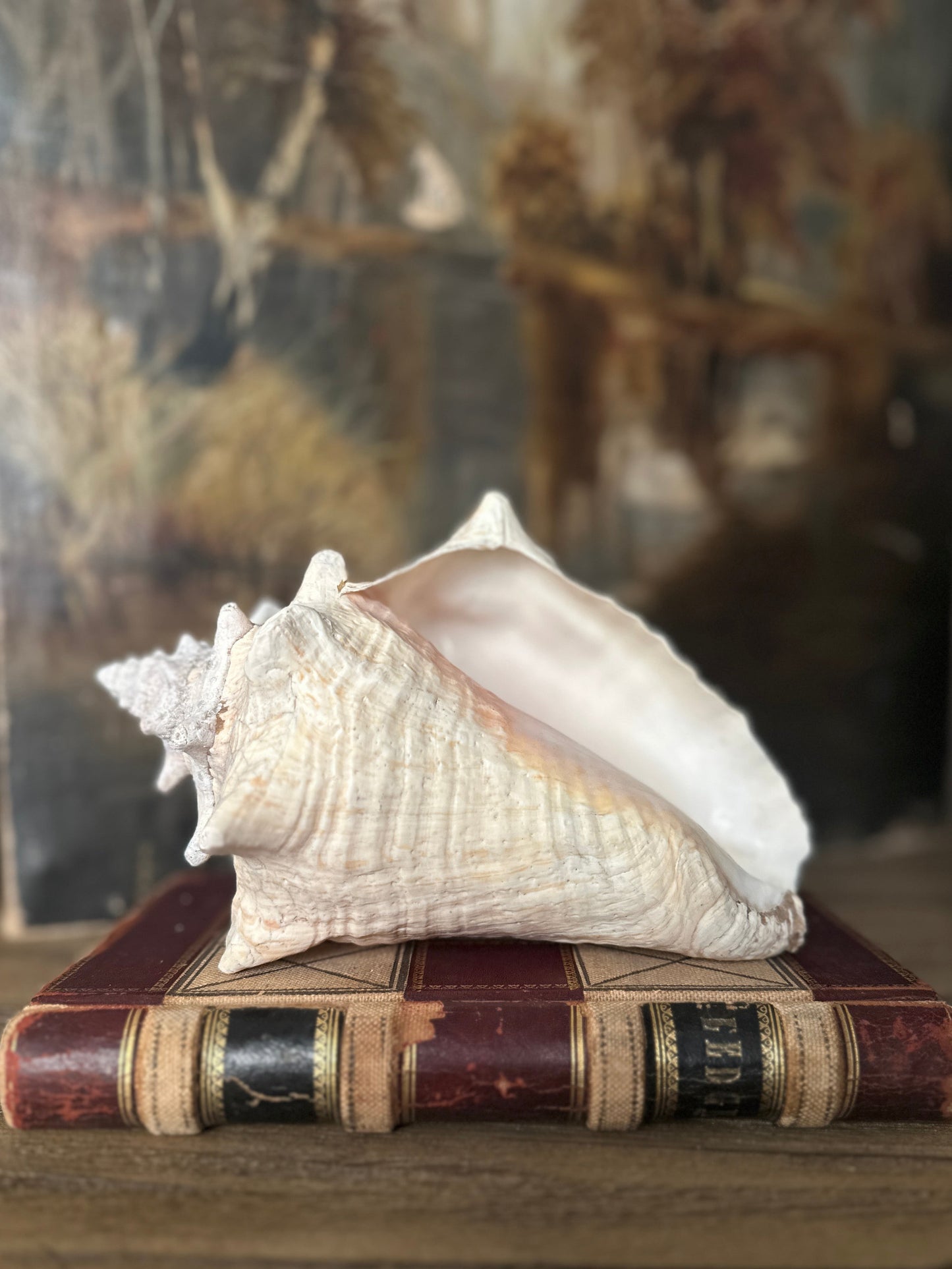 Natural Conch Sea Shell