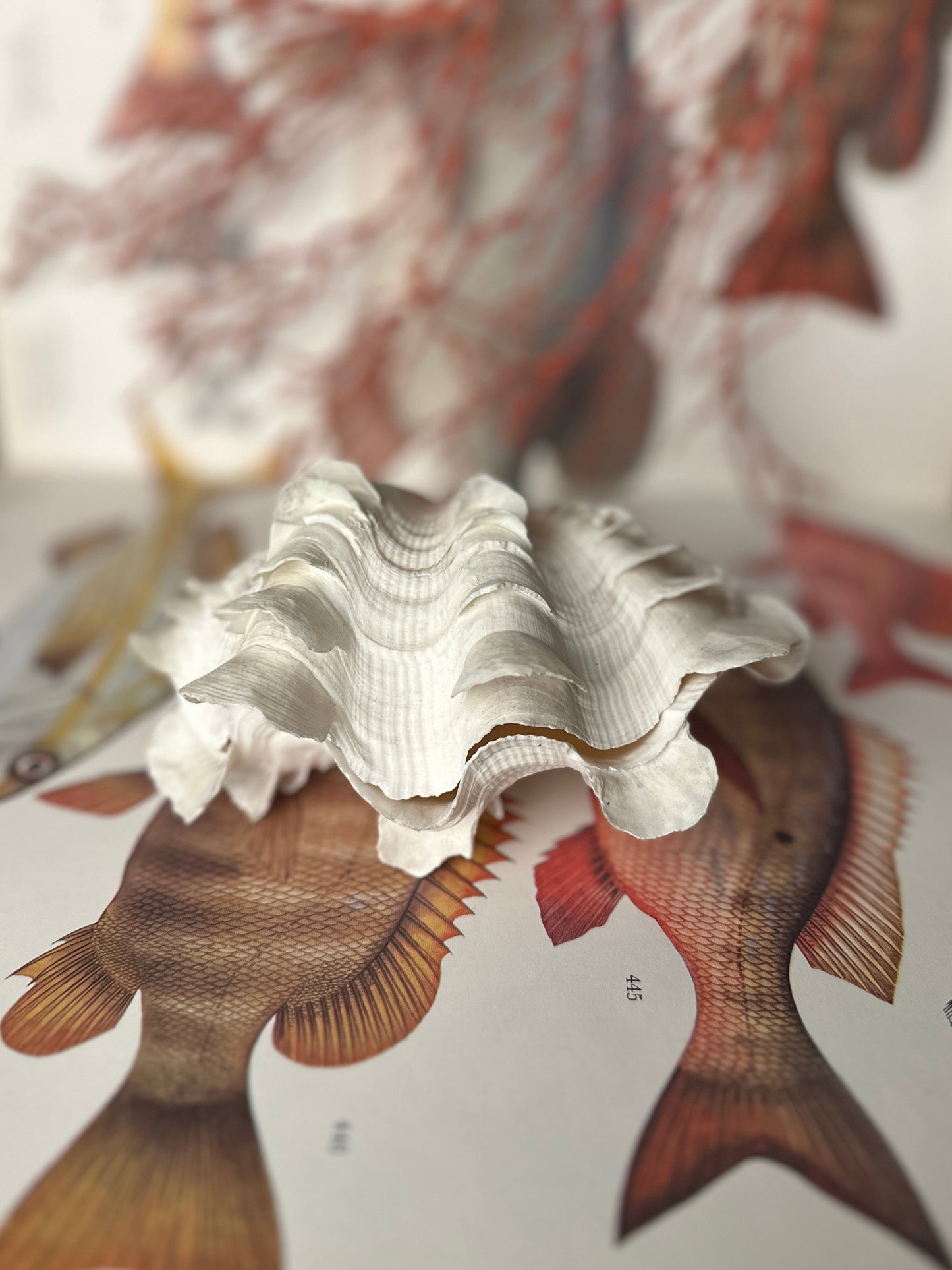 Natural Ruffled Sea Shell