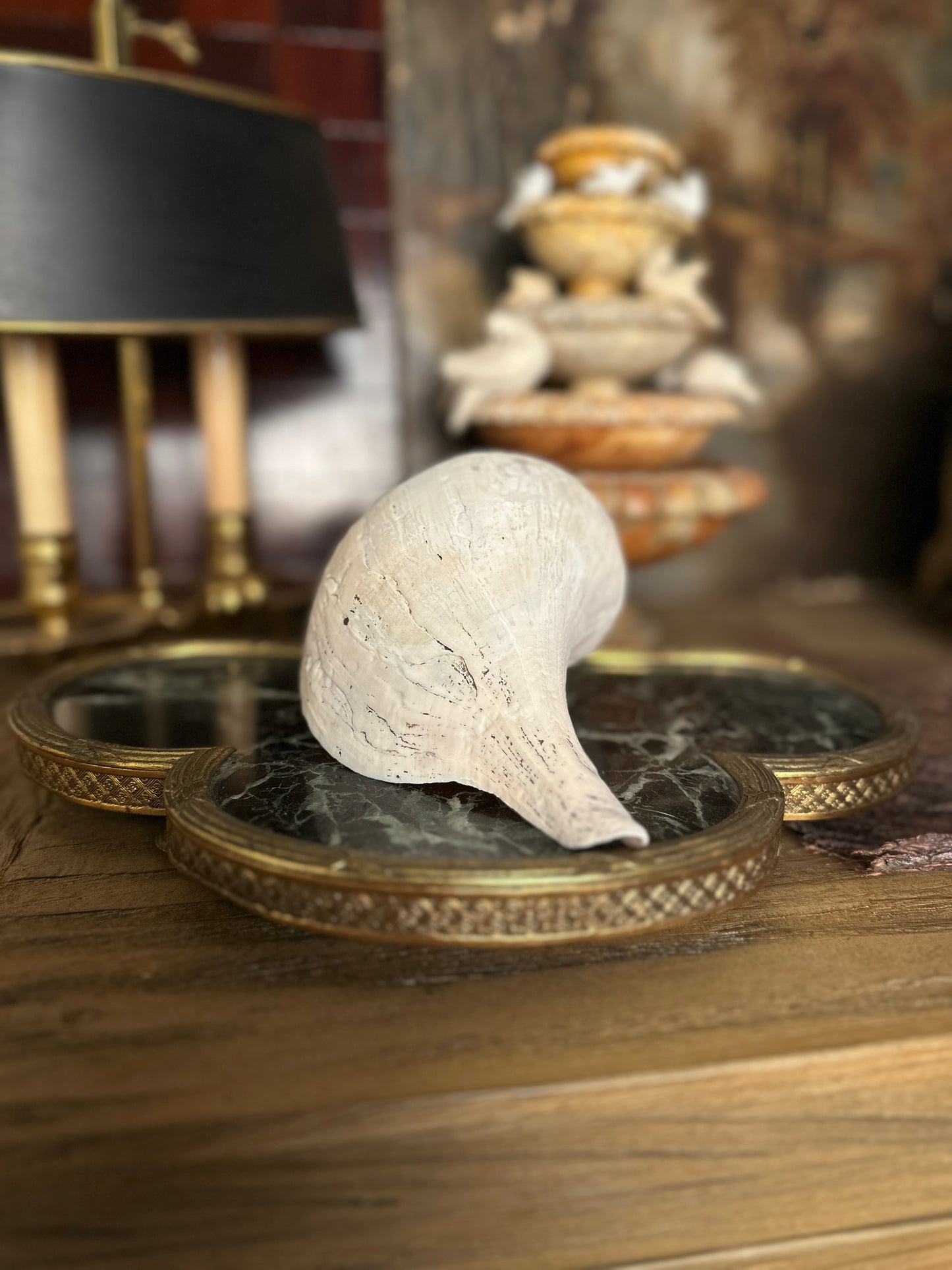 Natural Conch Shell