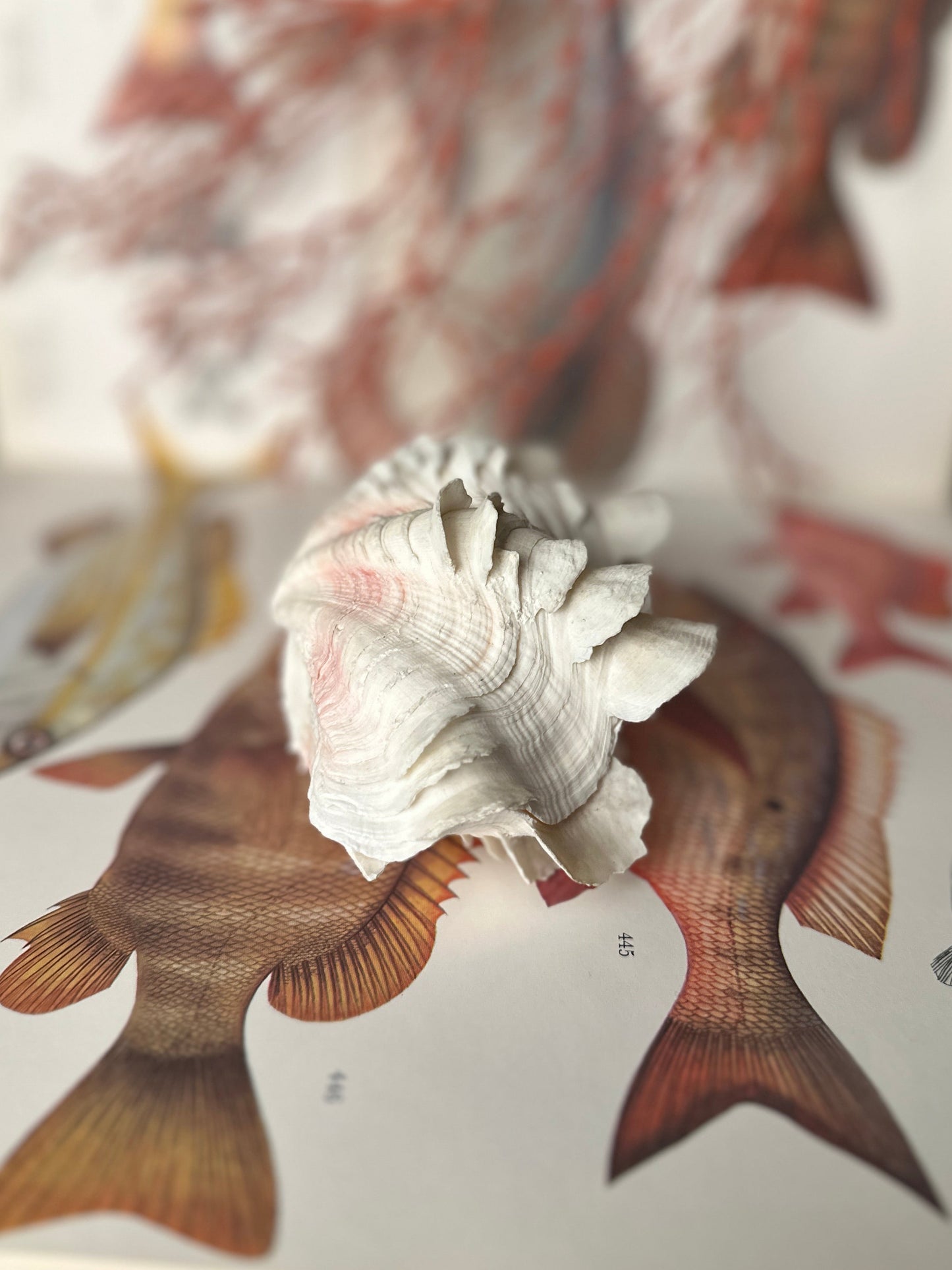 Natural Ruffled Sea Shell