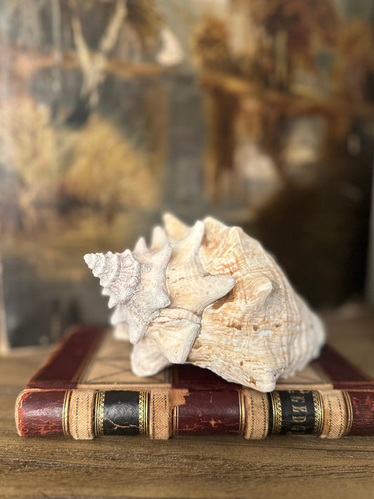 Natural Conch Sea Shell