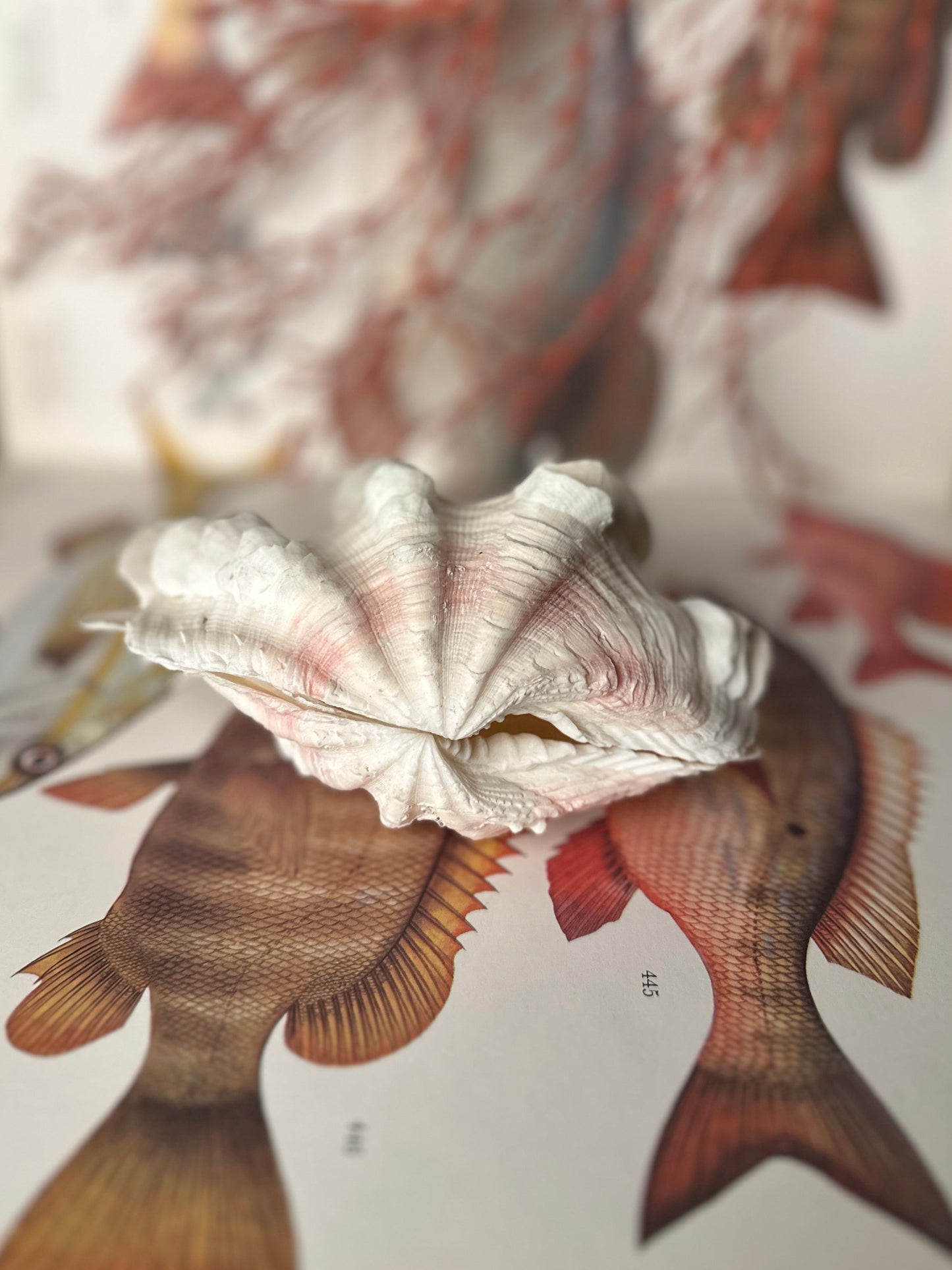 Natural Ruffled Sea Shell