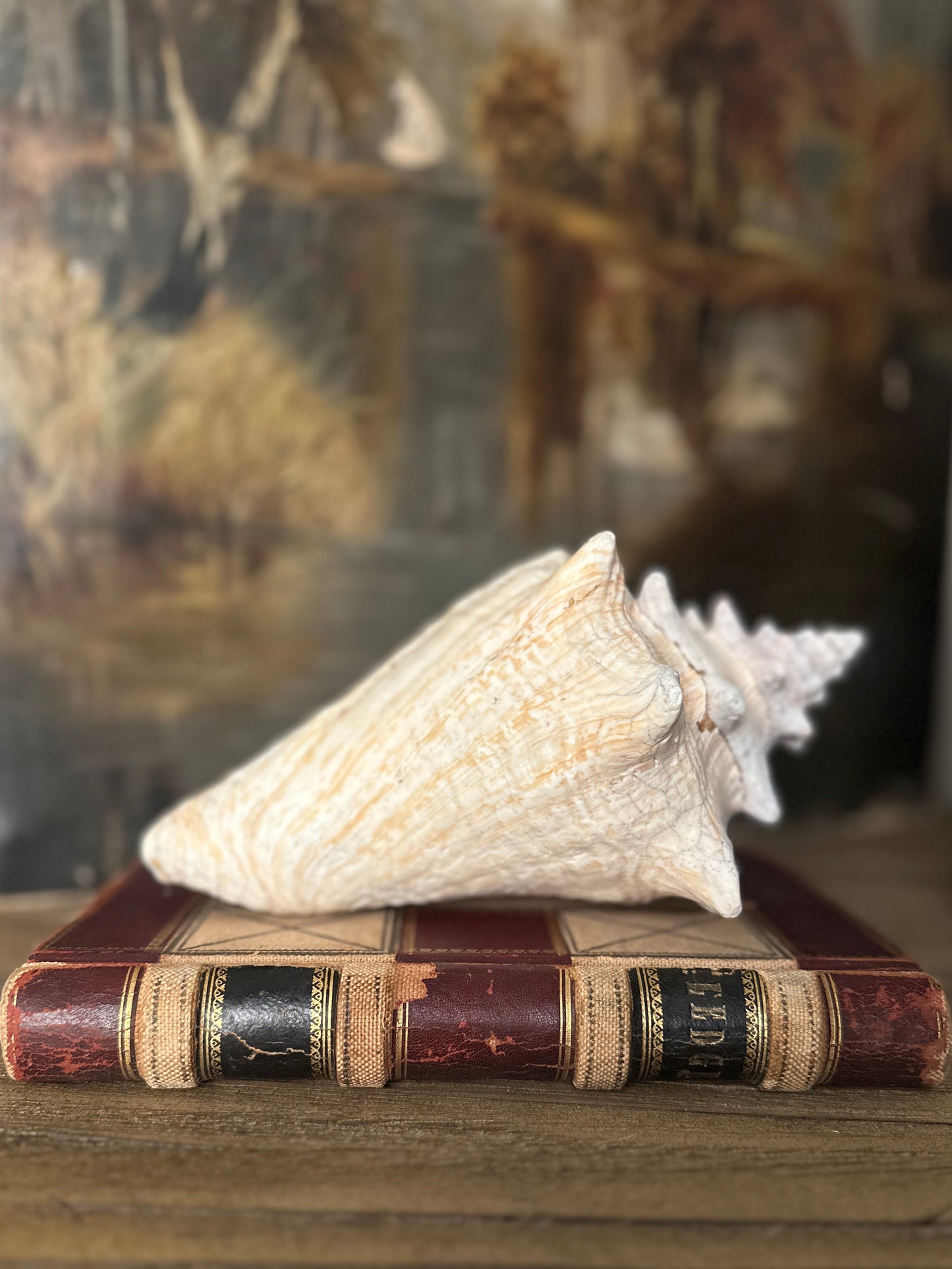 Natural Conch Sea Shell