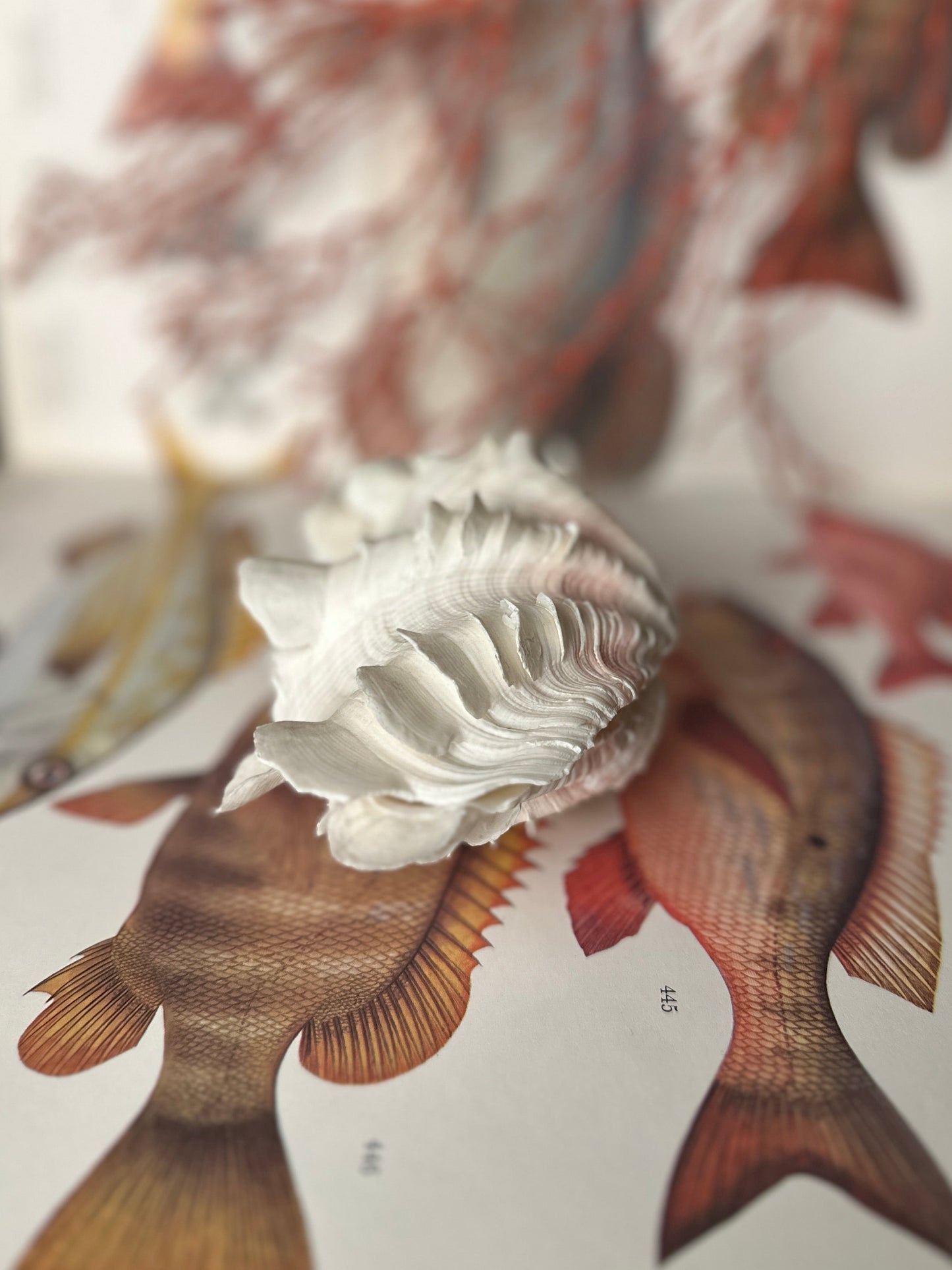 Natural Ruffled Sea Shell