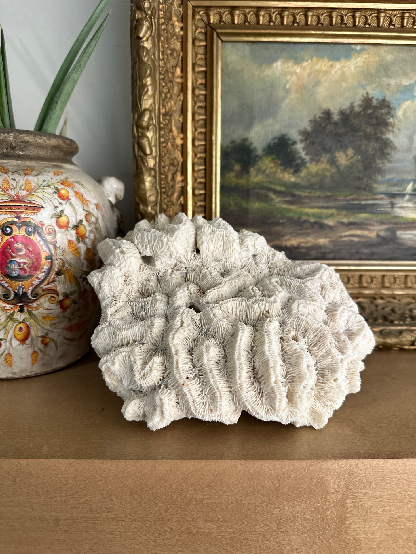Vintage Brain Coral