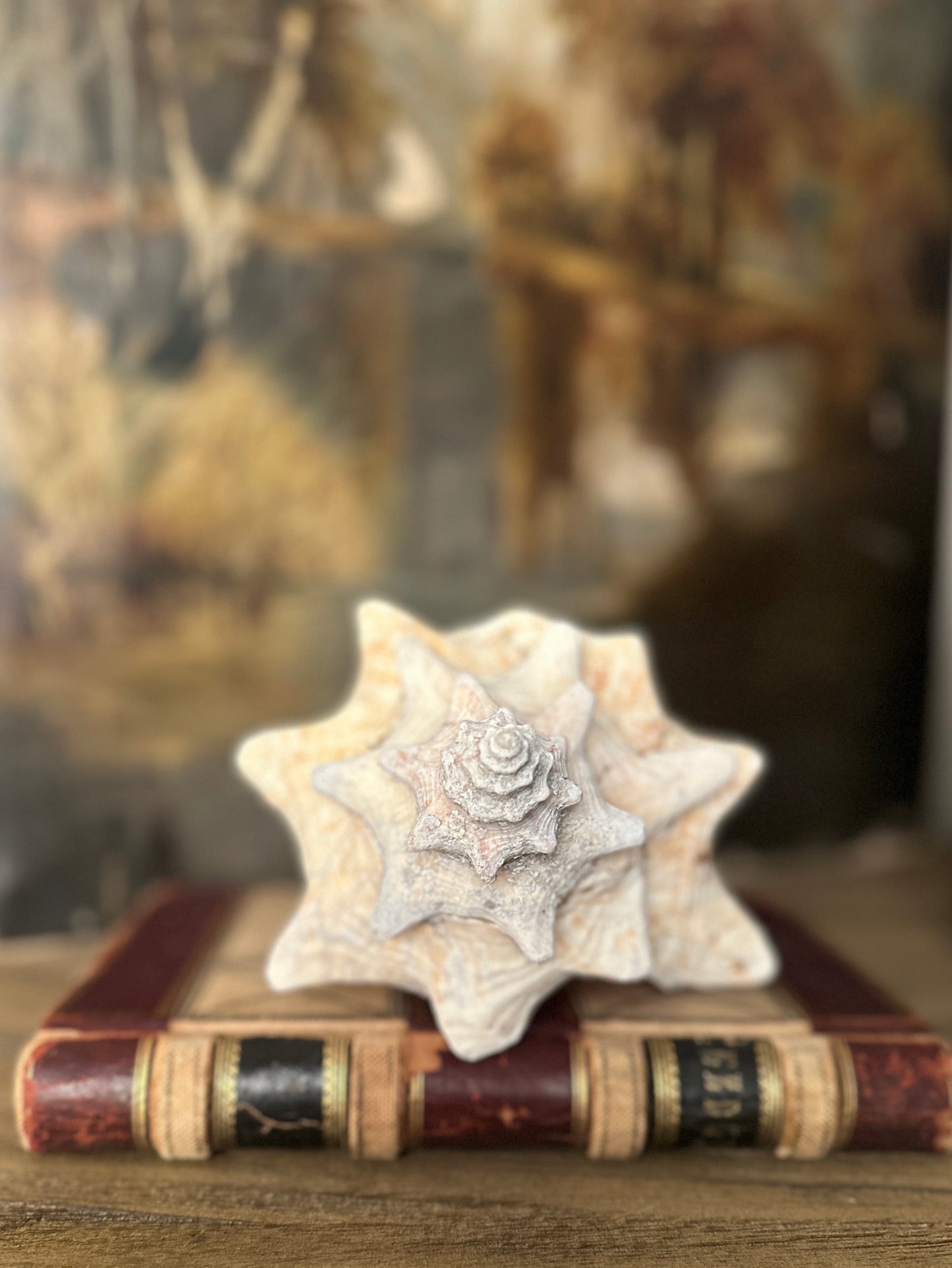 Natural Conch Sea Shell