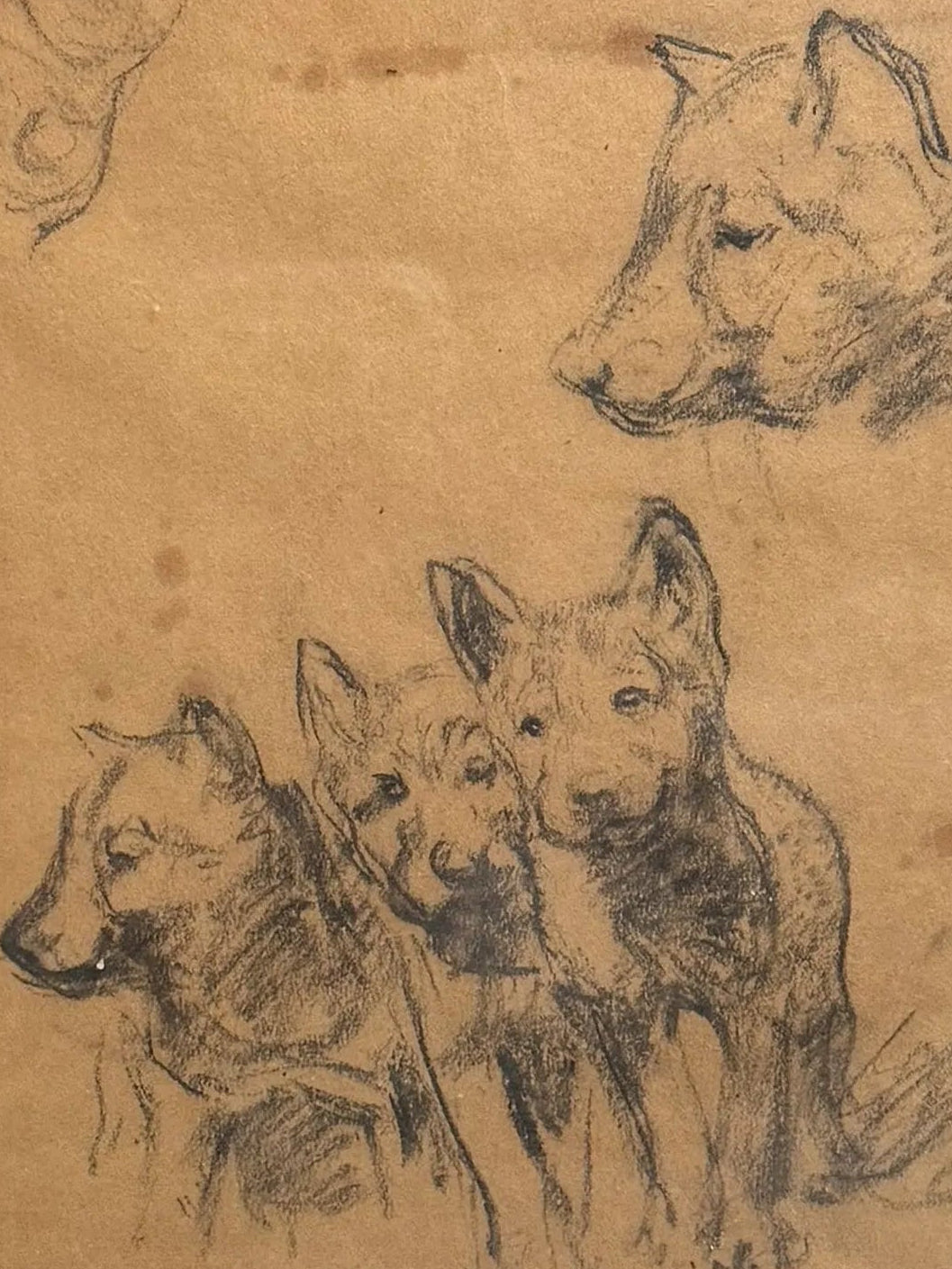 Puppy Sketch