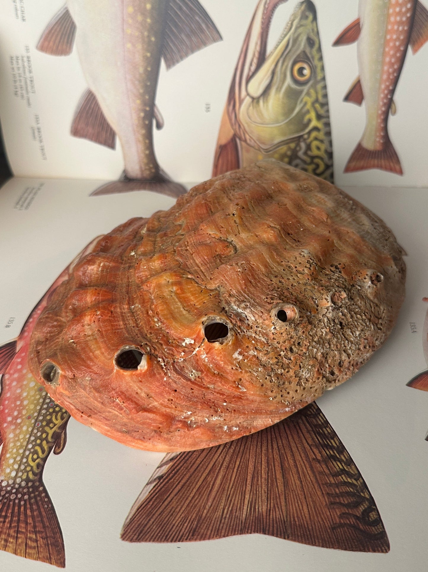 Natural Abalone Shell Red