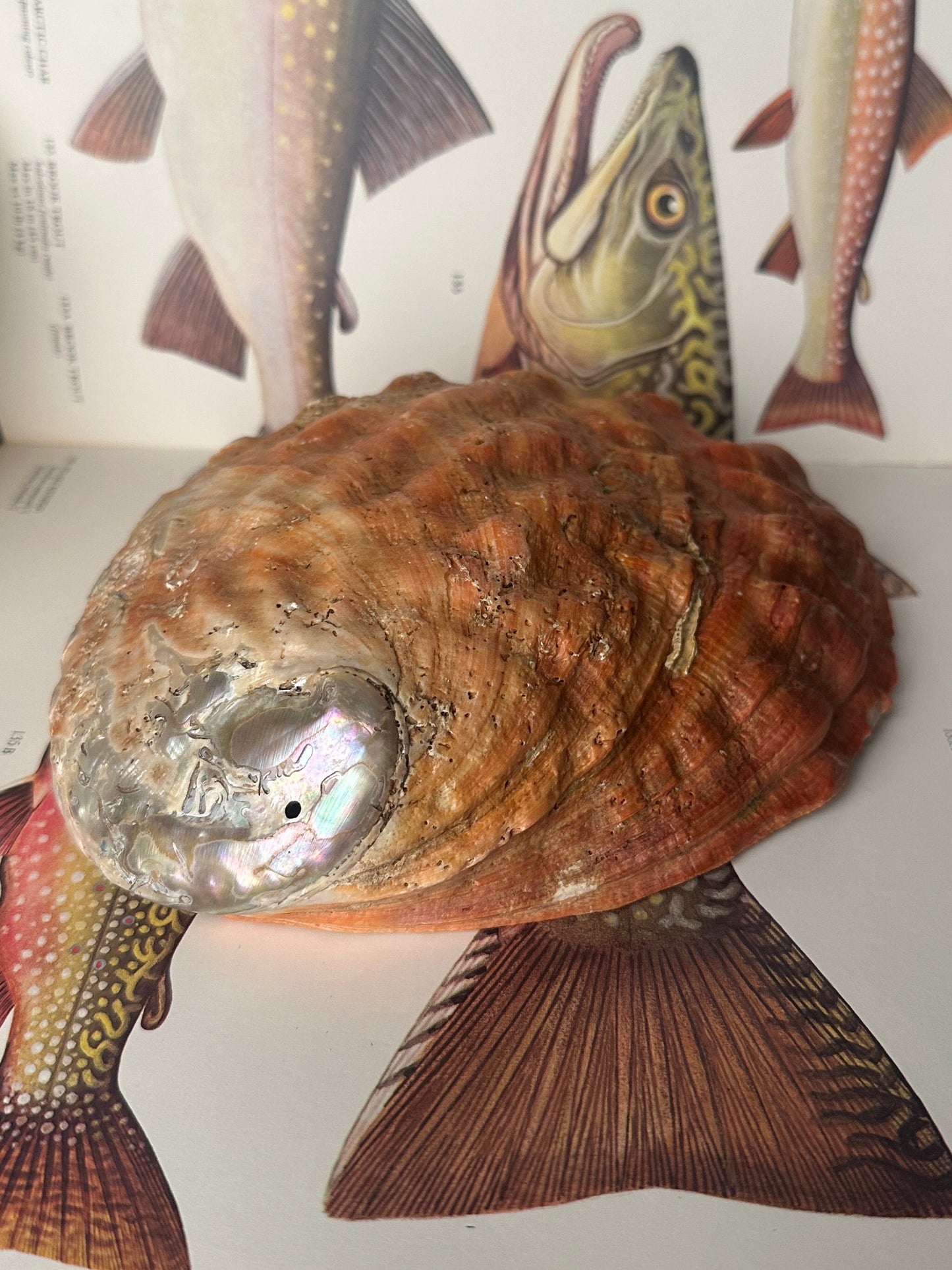 Natural Abalone Shell Red