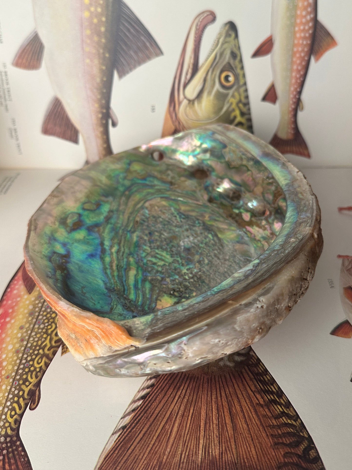 Natural Abalone Shell Red