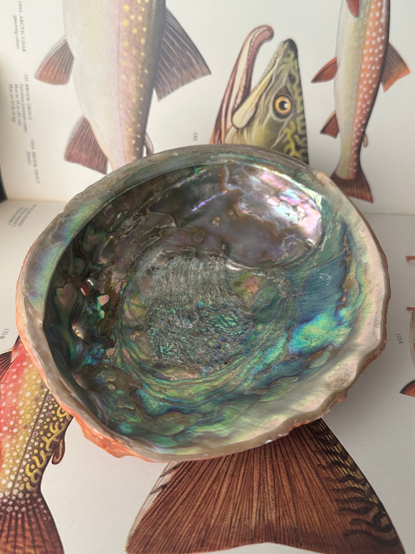 Natural Abalone Shell Red