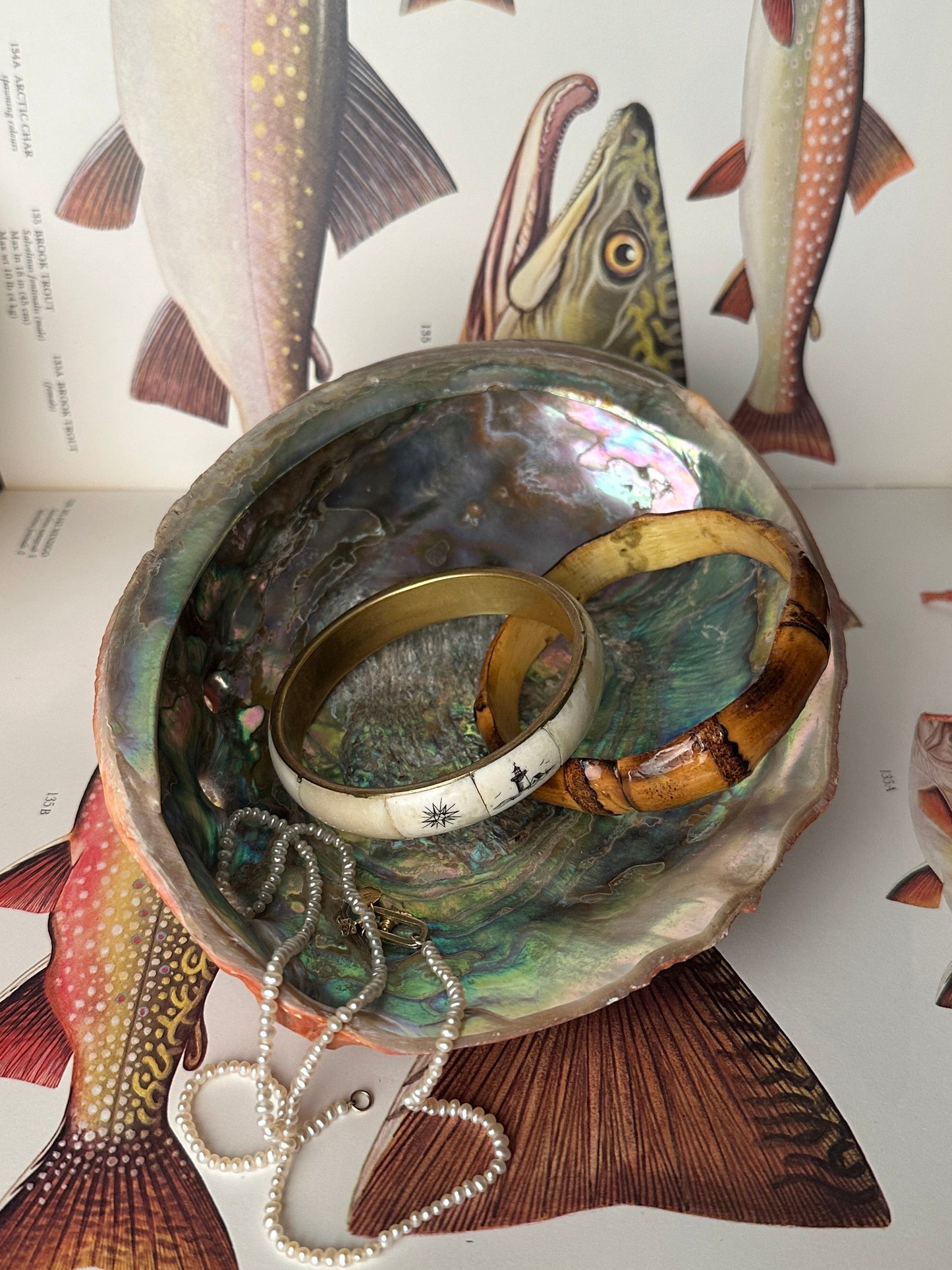 Natural Abalone Shell Red