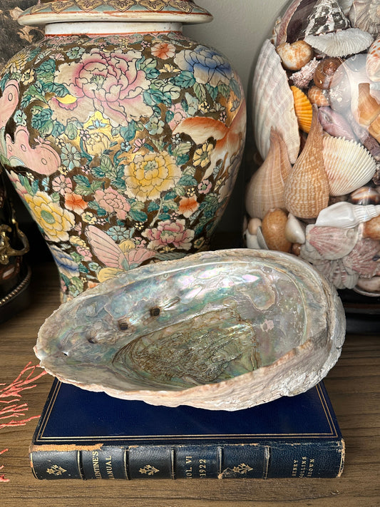 Vintage Abalone Shell