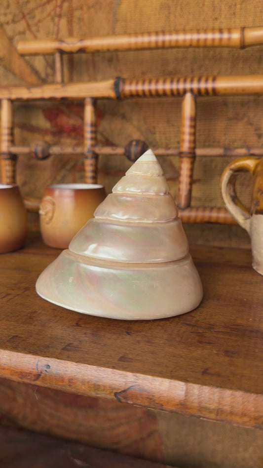 Mother of Pearl Trochus Shell